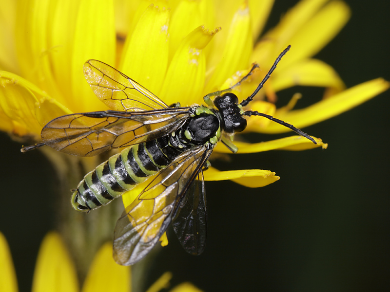 imenottero color pistacchio: Rhogogaster chlorosoma